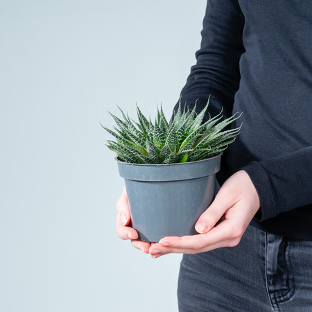 Aloe Aristata S Sukkulente von BLUME2000 als grüne Zimmerpflanze in Rosettenform