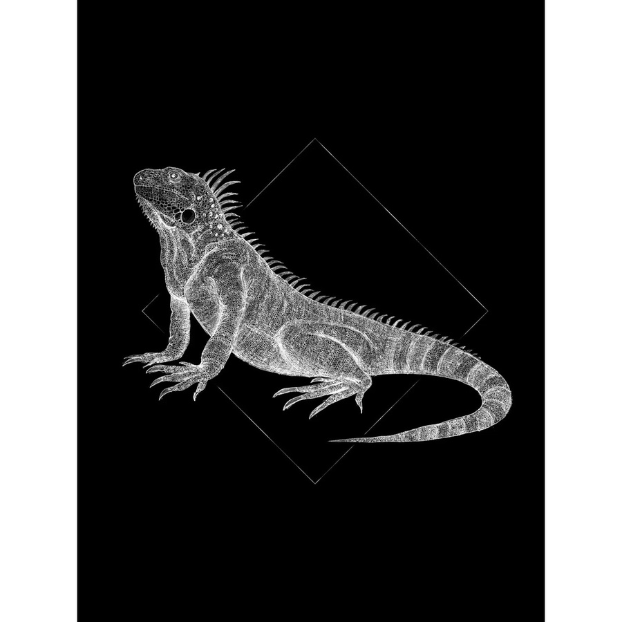 Komar Wandbild Iguana in Black, Paper Poster aus Qualitätsvlies, Breite: 30 cm, Höhe: 40 cm - Bild 2
