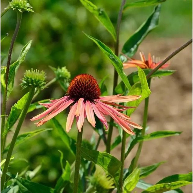 Sonnenhut Lakota Orange Echinacea cultorum als pfarrbare Schnittblumepflanze für den Garten - Bild 1