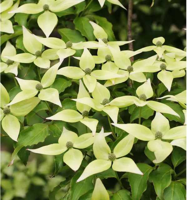 Cornus kousa Japanischer Blumen Hartriegel Schmetterling weiß, 40-60 cm - Bild 1