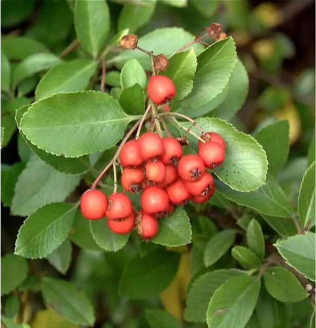 Pyracantha Feuerdorn Beerenstrauch für deinen Garten, Höhe: 100-125 cm - Bild 1