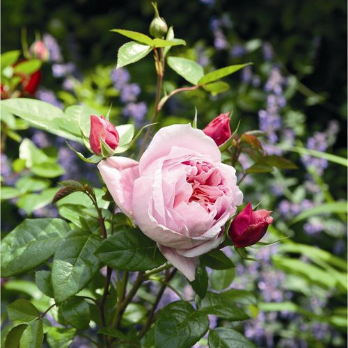 ROSEN TANTAU Edelrose Schöne Maid Rosa x hybride mit gefüllter Blüte im Topf - Bild 1