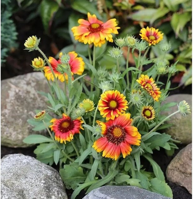 Kokardenblume Arizona Sun Gaillardia aristata als mehrjährige Beetpflanze und Schnittblume - Bild 1