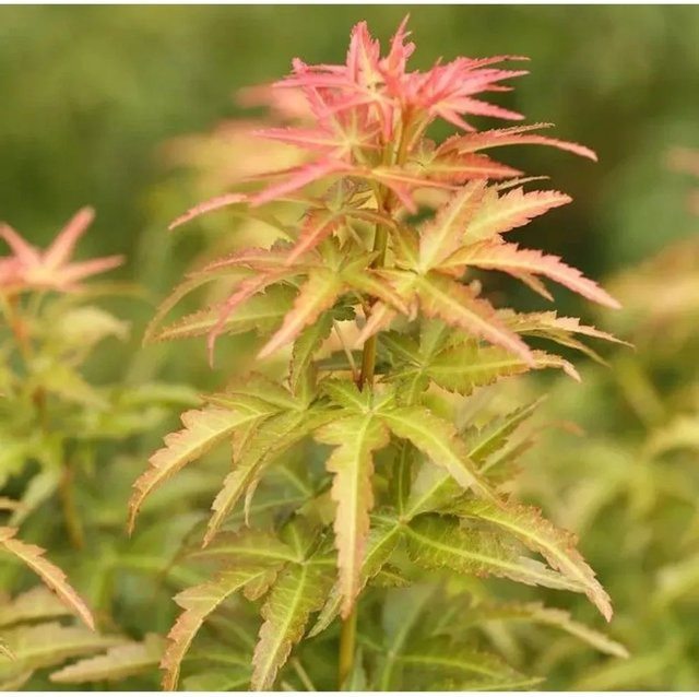 Fächerahorn Koto no ito Acer palmatum von Nr-01.de, mehrfarbig, 40-60 cm - Bild 1