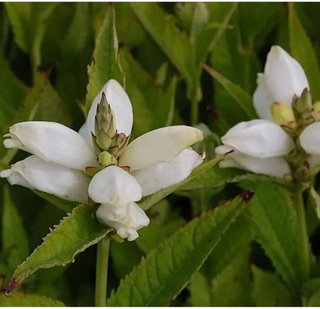 Schildblume Alba Chelone obliqua weiße Staude für den Außenbereich - Bild 1