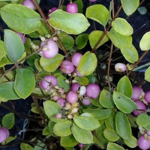 Arborix Schneebeere Mother of Pearl Symphoricarpos doorenbos mit rosa Zierfrüchten, Höhe: 50 bis 60 cm - Bild 1