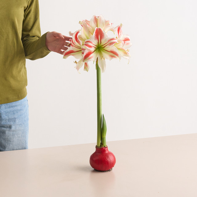 Amaryllis in Wachs von Blume2000 in Rot und Multicolour für den Tisch - Bild 1