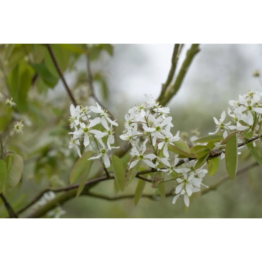 Amelanchier Laevis Kupfer-Felsenbirne Zierstrauch mit weißen und orangefarbenen Blüten, 60–100 cm - Bild 2