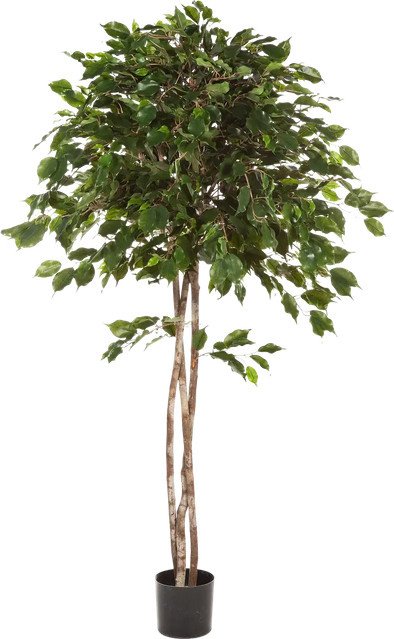 Künstlicher Ficus Kathleen von Aplanta, Höhe: 210 cm - Bild 1