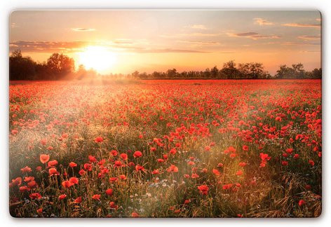 K&L Wall Art Glasbild Mohnblume Blumen Wanddeko Multicolor B: 60 cm, H: 40 cm - Bild 1