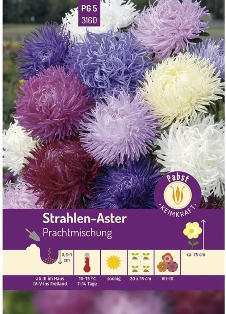 Pabst Keimkraft Strahlen Aster Prachtmischung Saatgut für Beete und Rabatten - Bild 1