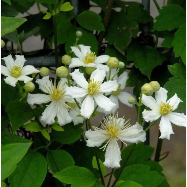 Clematis Waldrebe Summer Snow weiß Kletterpflanze für Zäune und Mauern 60-80cm - Bild 1
