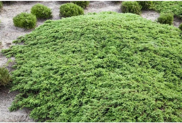 Juniperus Communis Green Carpet Wacholder Immergrün Bodendecker 40–50 cm - Bild 1