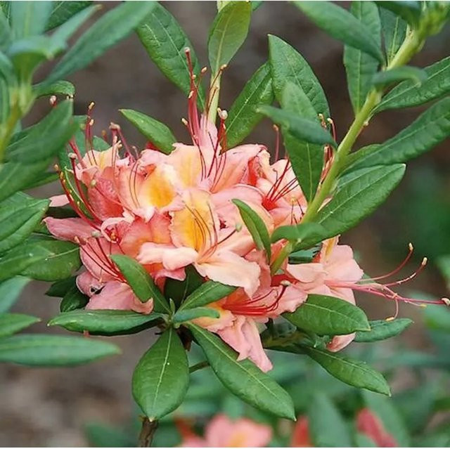 Rhododendron viscosum Framingham Strauch für deinen Garten, Höhe: 30-40 cm - Bild 1