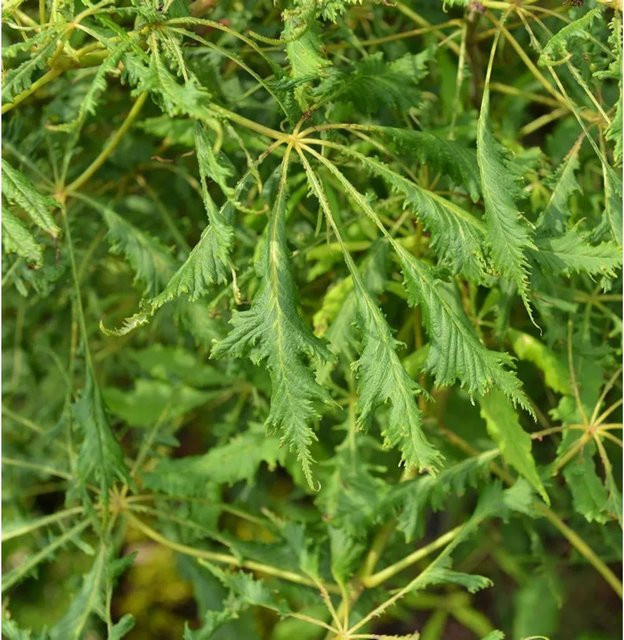 Geschlitzblättrige Rosskastanie Laciniata Aesculus hippocastanum als Hochstamm für deinen Garten, Höhe: 100-125 cm - Bild 1