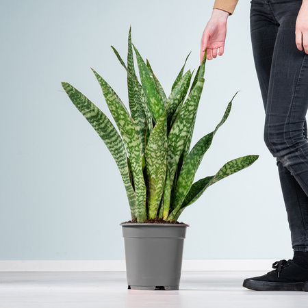 Bogenhanf Sansevieria Aubrytiana von BLUME2000 als Zimmerpflanze für dein Büro oder Badezimmer