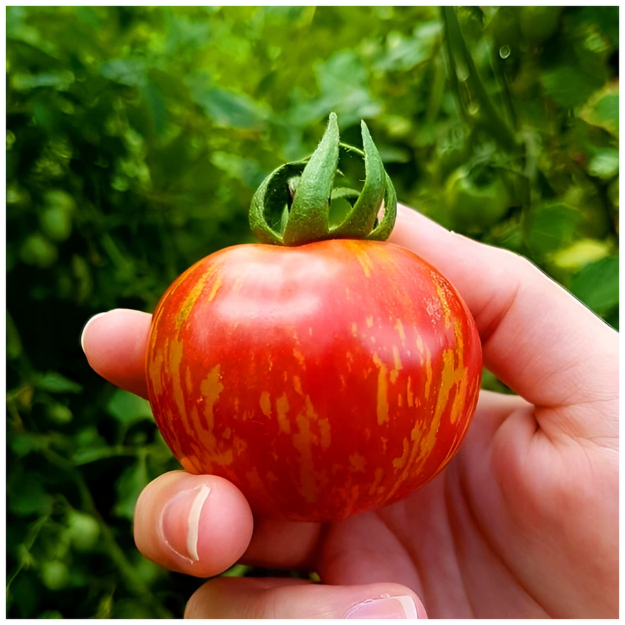 Toraf Tomatensamen Gemüsetomate TIGERELLA rote Sorte, 0,8 g - Bild 4