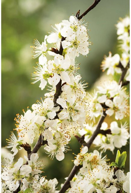 GROW by OBI Bio Pflaume Königin Viktoria Goldgelb im Topf, ca. 120-140 cm Höhe - Bild 1