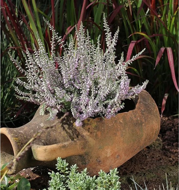 10er Set Besenheide Silver Knight Calluna vulgaris in Silber für deinen Garten - Bild 1