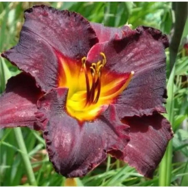 Taglilie American Revolution Hemerocallis als mehrfarbige Staudenpflanze für Beet und Garten - Bild 1