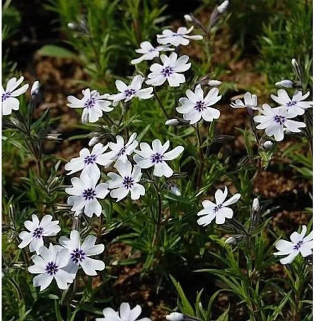 Niedrige Flammenblume Phlox subulata als Bodendecker von Nr-01.de - Bild 1
