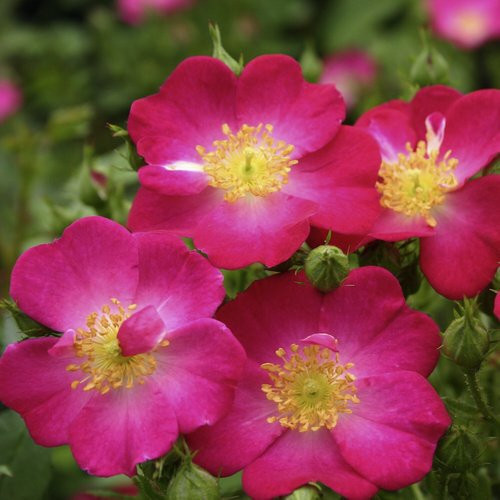 KORDES ROSEN Zwergrose Lupo in Rosa und Purpur - Bild 1