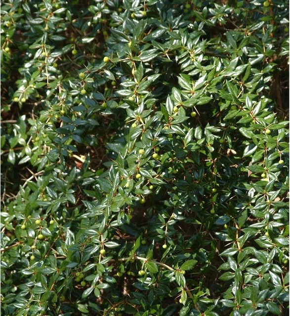 Kugelberberitze Amstelveen Berberis frikartii grüne Heckenpflanze für deinen Garten - Bild 1