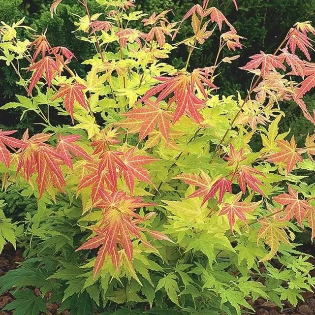 Arborix Fächerahorn Orange Dream Acer palmatum mit orangegelbem Laub, Containerpflanze, Höhe: 50 bis 60 cm - Bild 1