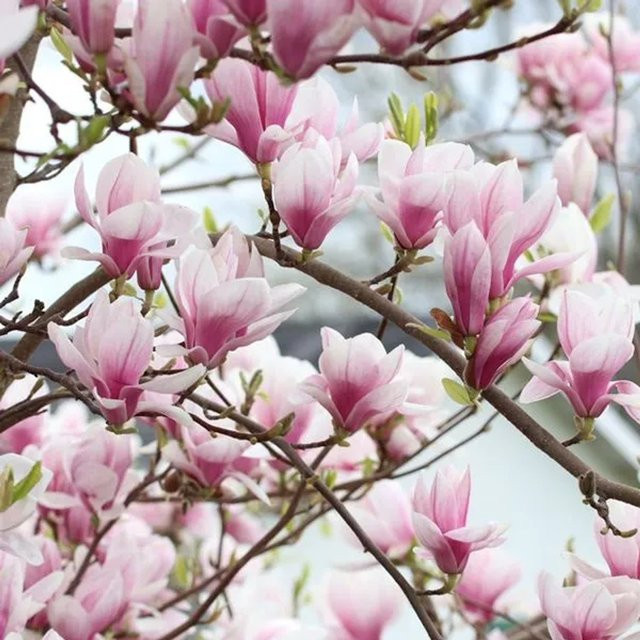 Arborix Magnolie Soulangeana im Container, reichblühend mit weißen, rosa und violetten Blüten, Höhe: 60 bis 80 cm - Bild 1