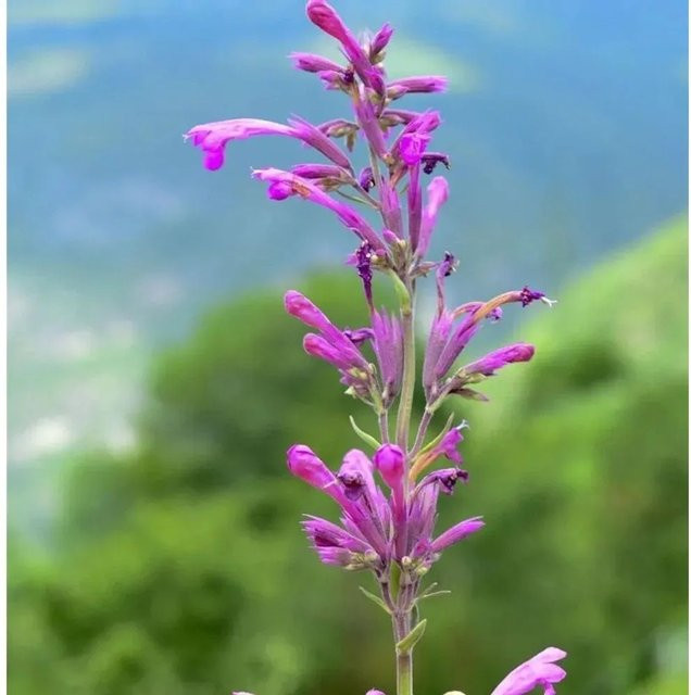 Mexikanische Agastache Agastache mexicana pflegeleichte Stauden in Pink und Purple - Bild 1