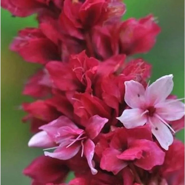 Kerzenknöterich Blackfield Persicaria amplexicaulis Stauden für den Außenbereich - Bild 1