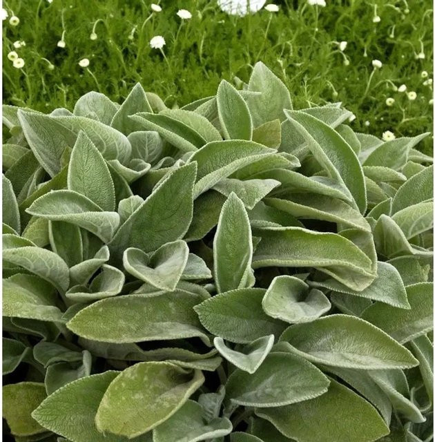 Wollziest Stachys byzantina als grüne Staude und Bodendecker für deinen Garten - Bild 1