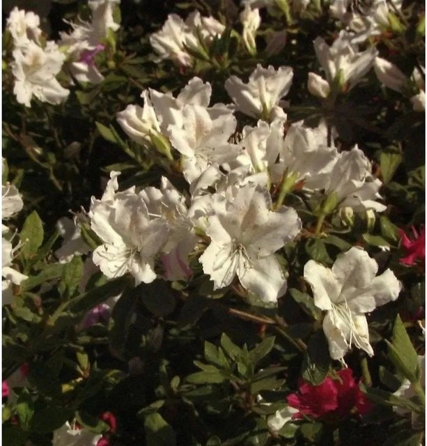 Japanische Azalee Noordtiana Rhododendron obtusum Zwerg Alpenrose als Topfpflanze - Bild 1