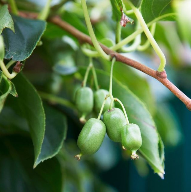 Kiwi Issai Kletterstrauch mit weißen Blüten für deinen Garten - Bild 1