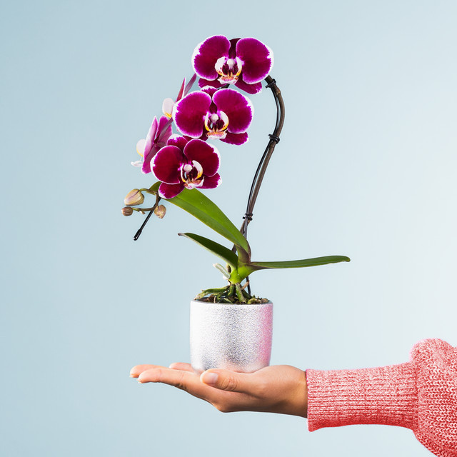 Phalaenopsis Zimmerpflanze von BLUME2000 inklusive Topf - Bild 1