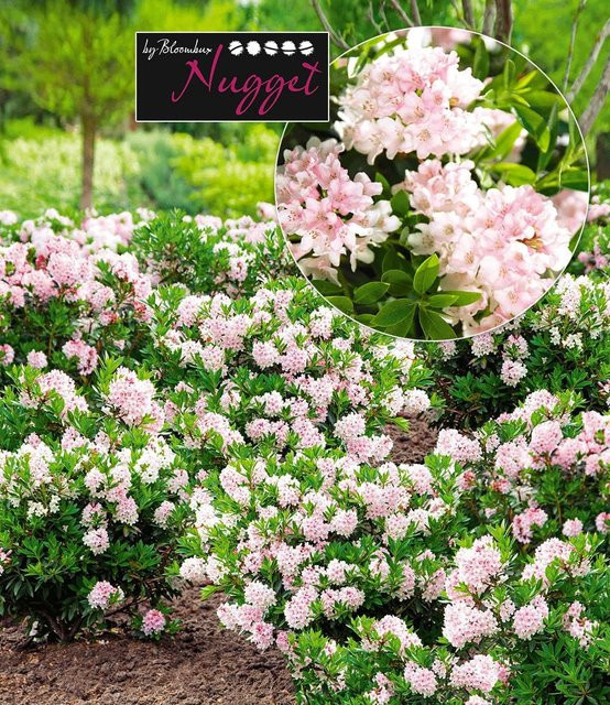 Rhododendron Nugget by Bloombux - Bild 1