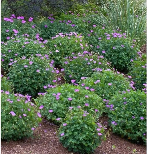 Storchenschnabel Geranium wallichianum Bloom Time von Nr-01.de, mehrjährige Staude in den Farben Rosa, Weiß und Pink - Bild 1