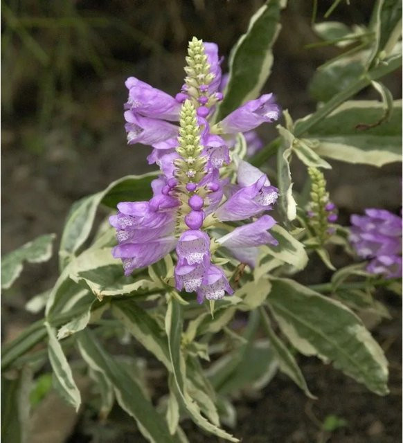 Physostegia virginiana Gelenkblume Variegata lila mehrjährige Beetblume und Schnittblume von Nr-01.de - Bild 1