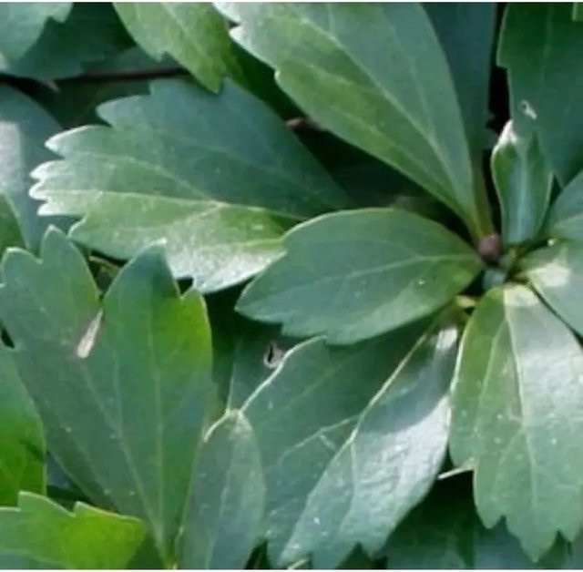 10x Pachysandra terminalis Dickmännchen Compacta Bodendecker in Schattengrün - Bild 1