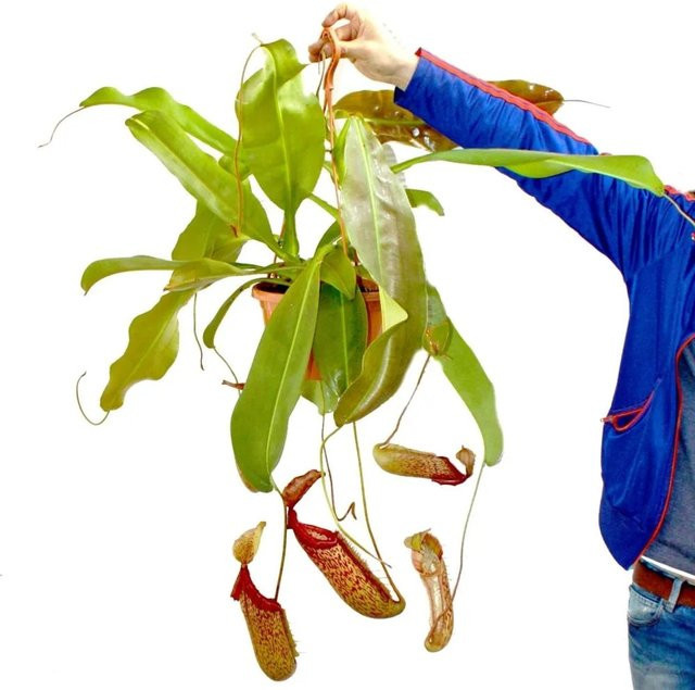 Exotenherz Nepenthes Maxima Riesen-Kannenpflanze als grüne Ampelpflanze für den Innenbereich - Bild 1