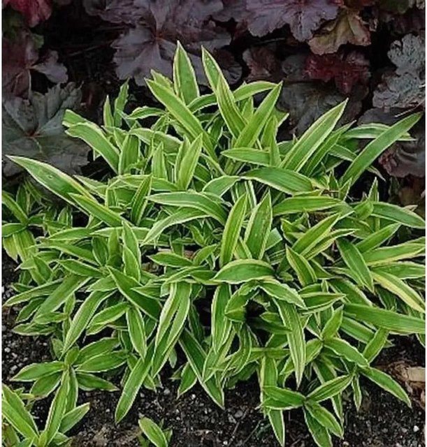 Carex morrowii Segge Silver Sceptre - Immergrüne Staude in Silber und Grün - Bild 1
