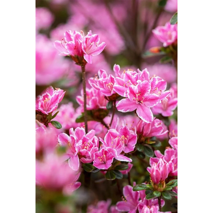 Rhododendron Obtusum Kermesina Zierstrauch mit rosa Blüten für Garten und Außenbereich, Höhe: 40–50 cm - Bild 2