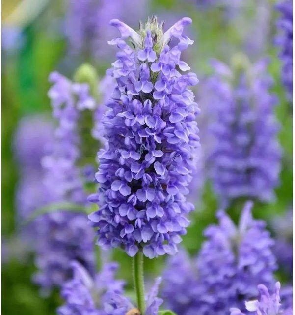 Kaschmir Katzenminze Blue Moon Nepeta nervosa Gartenpflanze in Blau - Bild 1