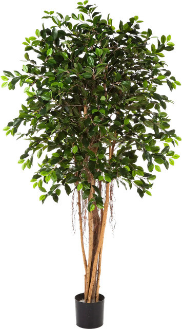 Künstlicher Chinesischer Ficus Konstantin von Aplanta, Höhe: 150 cm - Bild 1