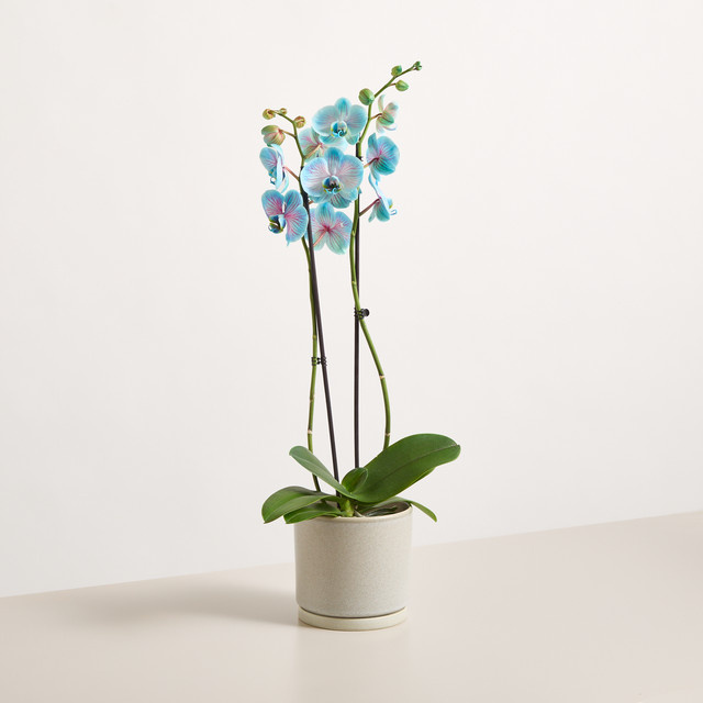 Blume2000 Orchidee Bubble Gum in Pink und Blau, blühend, Zimmerpflanze - Bild 1
