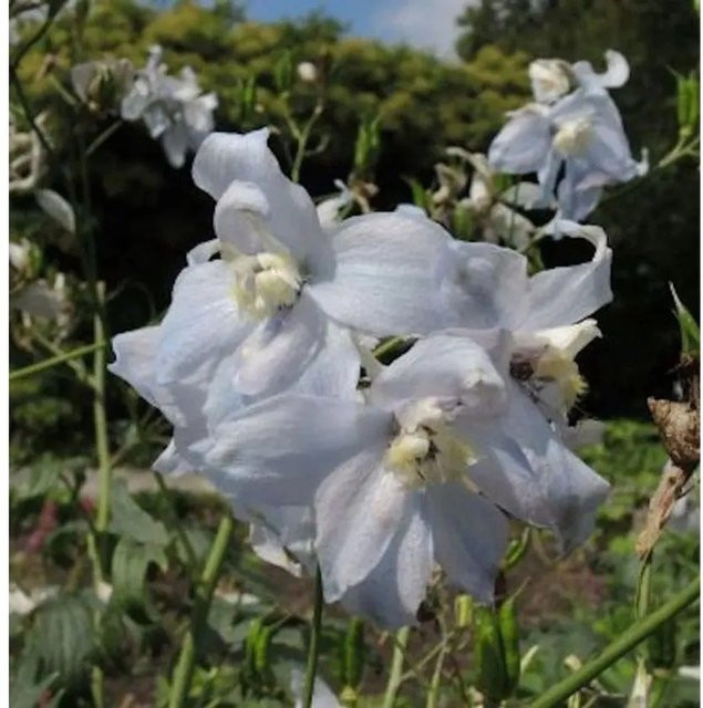 Hoher Rittersporn Polarfuchs Delphinium elatum in Blau von Nr-01.de - Bild 1