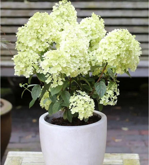 Rispenhortensie Bobo Hydrangea paniculata weiß Nr-01.de - Bild 1