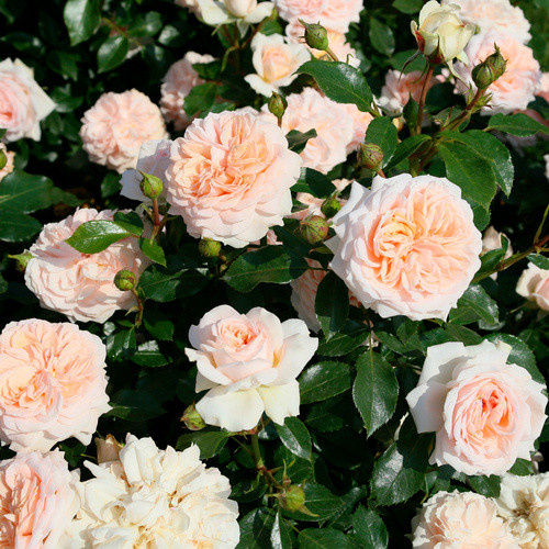KORDES ROSEN Beetrose Garden of Roses in Rosa, gefüllte Blüte, Zierstrauch für den Garten - Bild 2