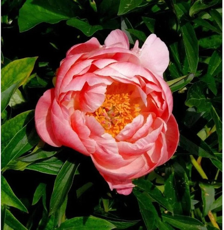 Edle Pfingstrose Coral Charm Paeonia cultorum in Coral und Pink als mehrjährige Gartenpflanze