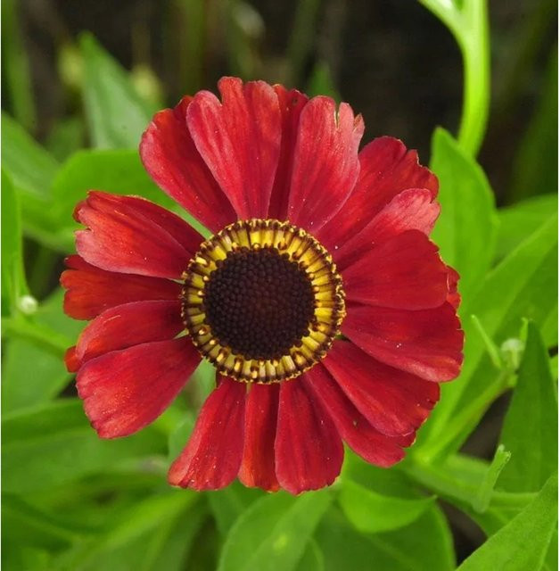 Sonnenbraut Red Army Helenium cultorum rote Gartenpflanze für das Beet - Bild 1